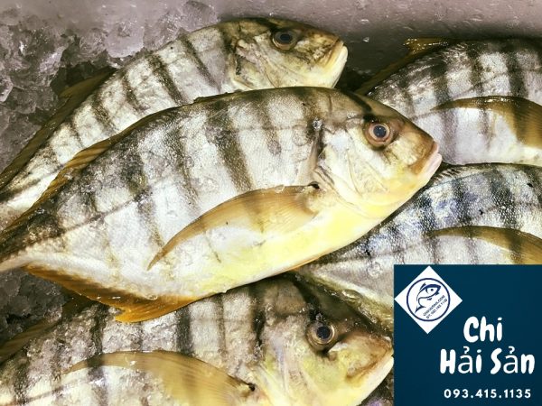 Cá bè vàng giá rẻ! cá bè vàng tại Chihaisan