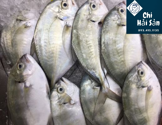 Dinh dưỡng cá khế vây vàng! Cá khế vàng bán tại HCM