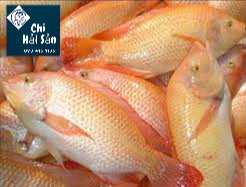 Bán cá diêu hồng! Cá bán tại Chihaisan