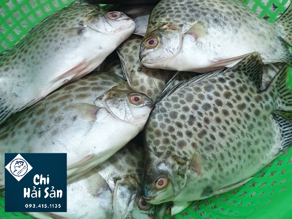 Vựa bán cá nâu! cá nâu bán tại Chihaisan 
