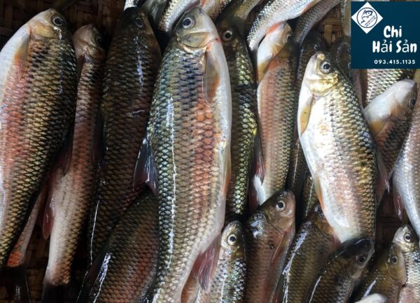 Cá mát đặc sản giá sỉ-Cá mát sông Giăng - Nghệ an
