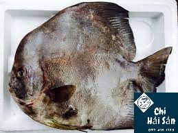 Giá cá tai tượng tại Chihaisan