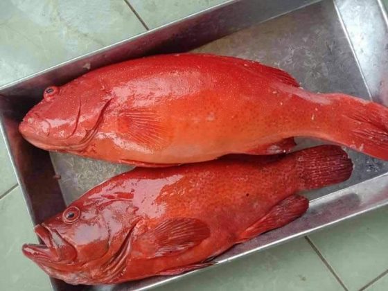 cá bống mú đỏ