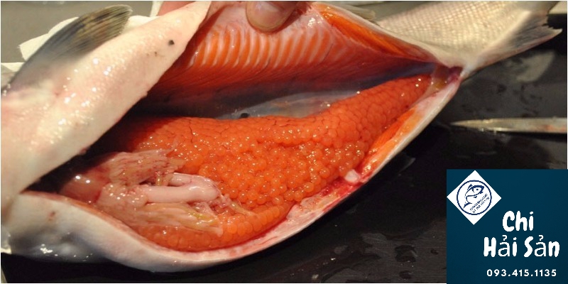 Trứng cá thiều- Bán cá thiều biển giá sỉ