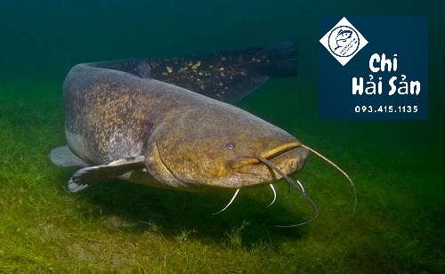 Top Sale Tháng 11/2022 Cá nheo - loại cá sông cực lớn, ăn cực ngon - giá tốt