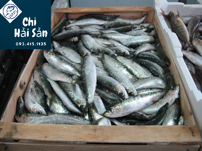 cá bán tại Chiahaisan