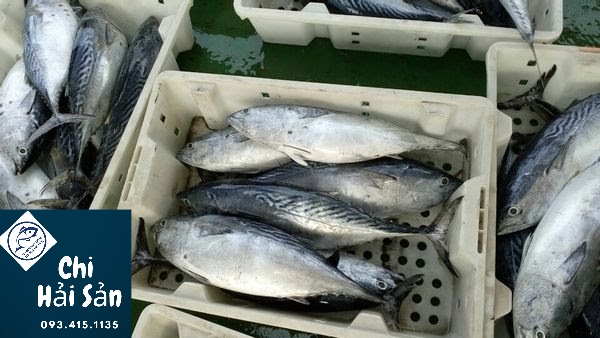 cá bán tại Chihaisan