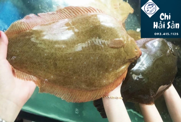 Cá bơn Hàn Quốc - Giá sỉ cá bơn vàng