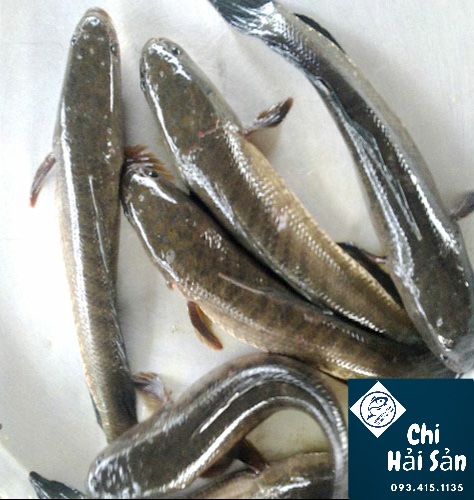 Cá lóc đồng bán tại Chihaisan