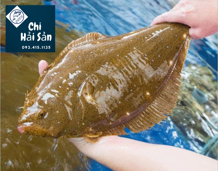 Cá bơn vàng Nhật Bản - Cá ngon nhất thế giới!