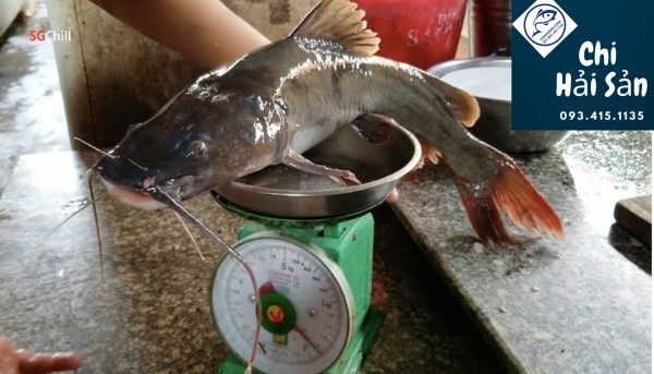 cá lăng đuôi đỏ tự nhiên tại vựa hải sản giá rẻ TPHCM