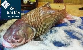 Giá cá hô vàng
