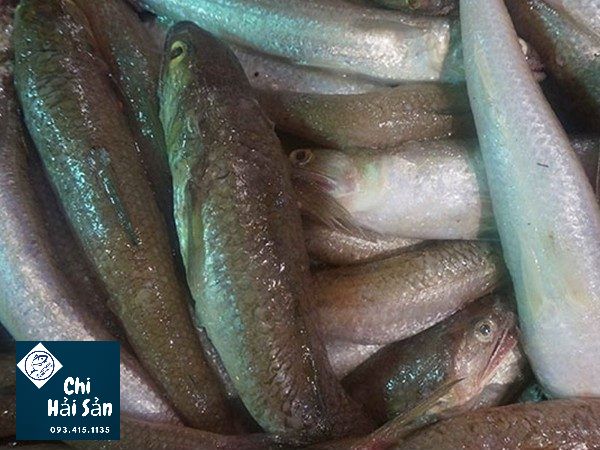 Top Sale Tháng 12/2022 Cá mối tươi ngon - luôn có mỗi ngày tại Chihaisan