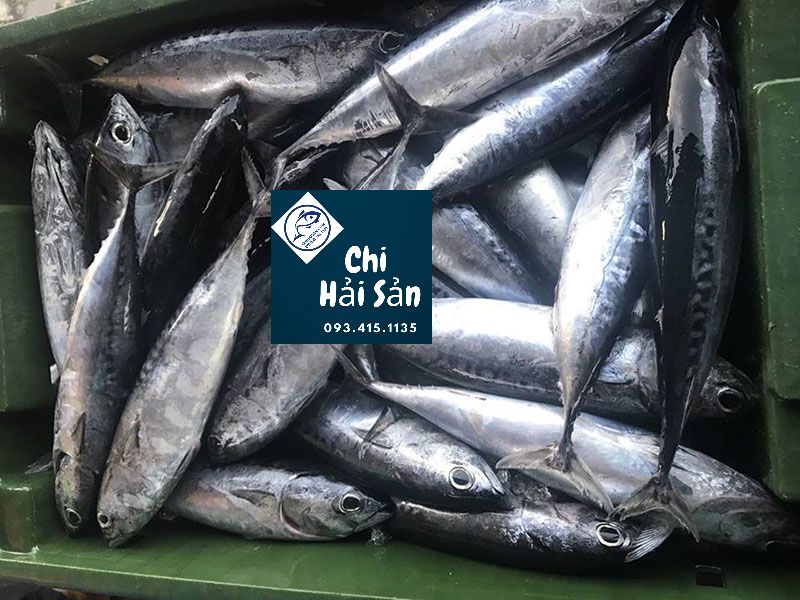 Giá cá ngừ baby tại Chihaisan