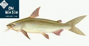 Cá gúng là cá gì- cá thiều- cá rún