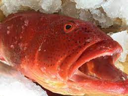 cá mú đỏ tươi, giá cá mú đỏ hcm