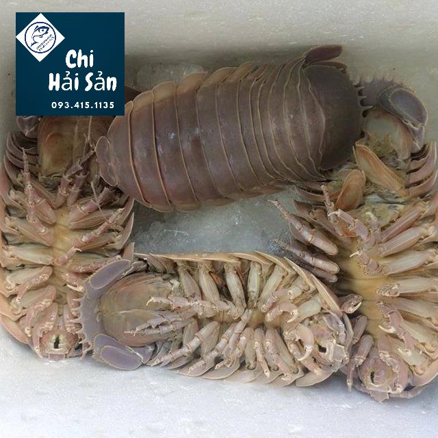 Con bọ biển giá bao nhiêu-Bán sỉ bọ biển Hà Nội