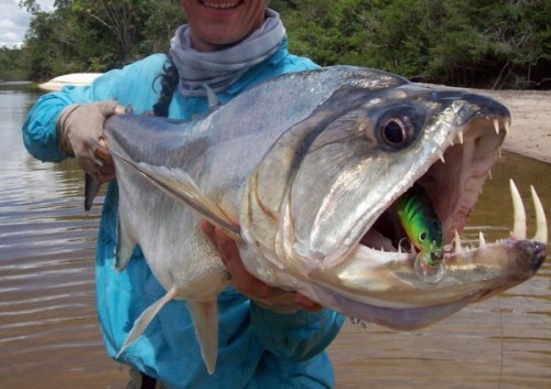 Cá ma cà rồng - loài cá có 2 răng nanh của ma cà rồng