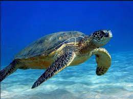 loàiRùa biển  - động vật di chuyển nhiều  nhất !