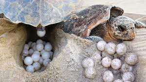 Loài rùa biển trở về bãi đẻ nhiều lần trong đời
