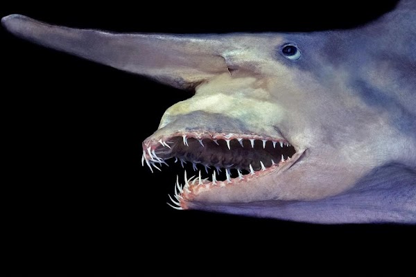Cá mập yêu tinh - Nỗi kinh hoàng của vực biển sâu