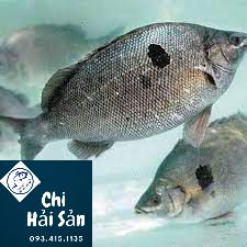 Giá cá Ngọc đế tại Chihaisan