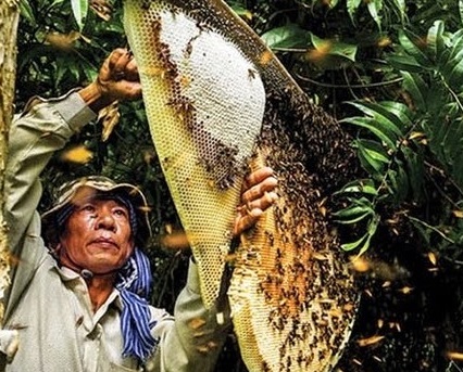 Giá sỉ mật ong ruồi-Lấy Mật ong hoa rừng tây bắc