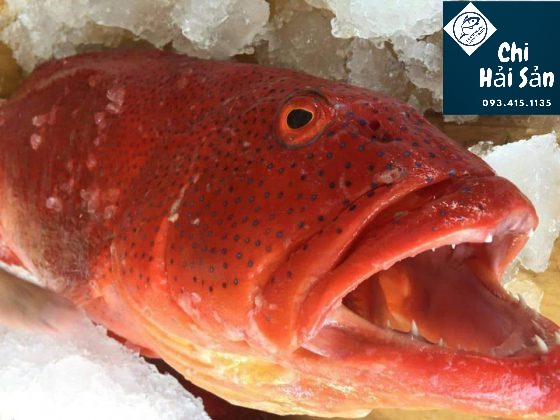 cá mú đỏ bán tại Chihaisan cá mú đỏ bán tại Chihaisan