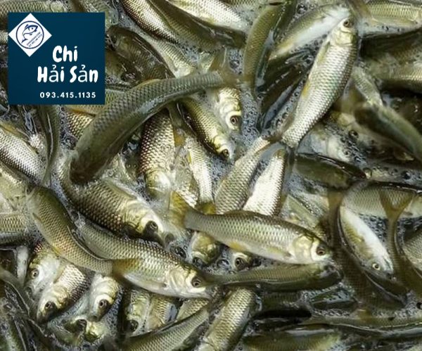 Cá linh ( ca linh, caá linh ) -  cá miền tây