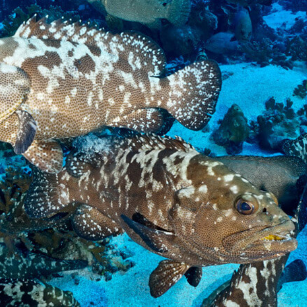 Giá cá mú nghệ sống bán ở TPHCM