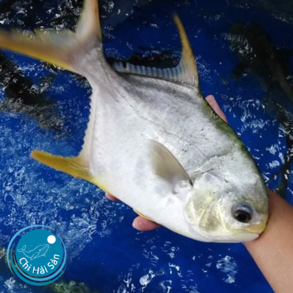 Cá Chim trắng tươi bán tại vựa Chi hải sản
