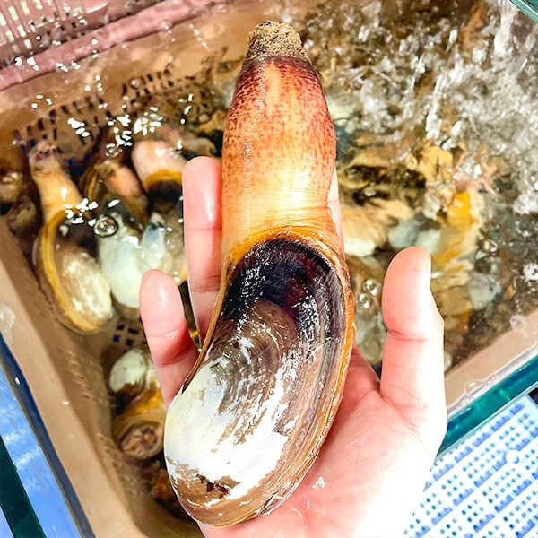 Con tu hài Việt Nam sống giá rẻ giao tận nhà TPHCM