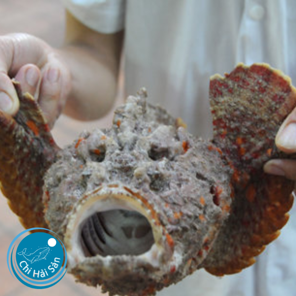 Giá cá mặt quỷ rất tốt tại Chihaisan