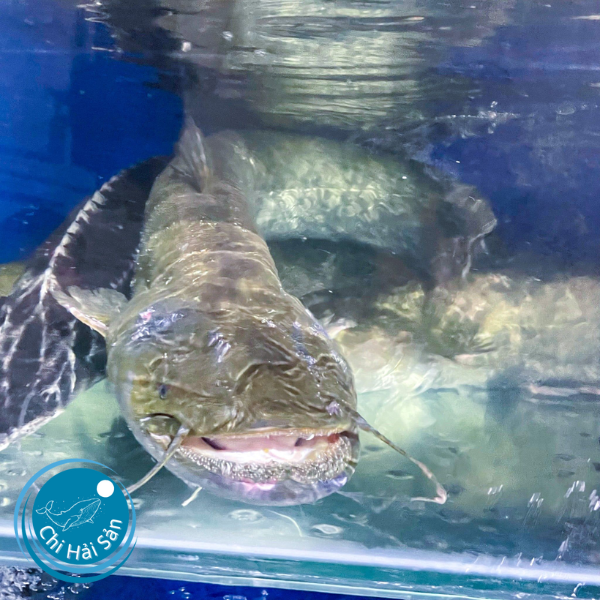 Bán cá nheo TPHCM tại Chihaisan
