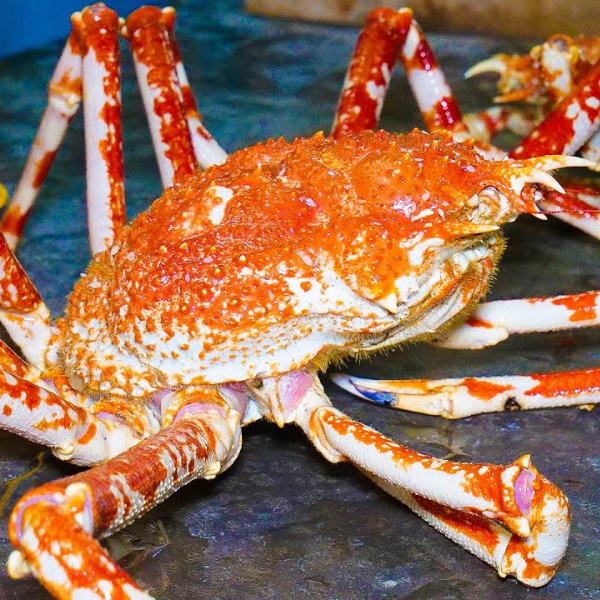 Cua Nhện Nhật Bản – Siêu Phẩm Hải Sản Khổng Lồ, Ngọt Thịt – Độc Lạ – Đẳng Cấp Ẩm Thực Từ Xứ Sở Mặt Trời Mọc