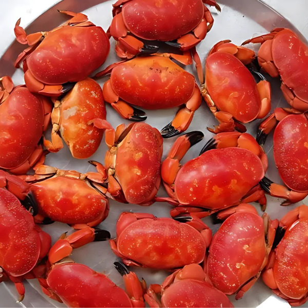 Cù Kỳ Đỏ – Đặc Sản Biển Thơm Ngon, Thịt Chắc Ngọt – Giá Trị Dinh Dưỡng Cao