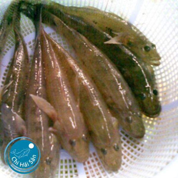 cá bống dừa tại Chihaisan