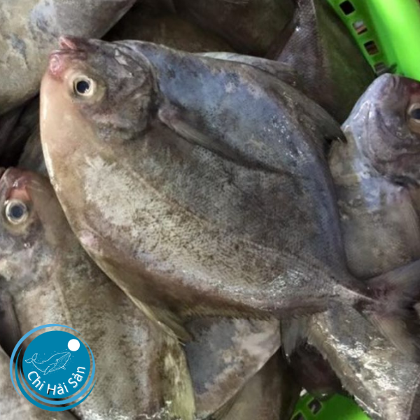 Giá cá chim đen biển bao nhiêu 1kg ? Bán ở đâu tươi ngon nhất?