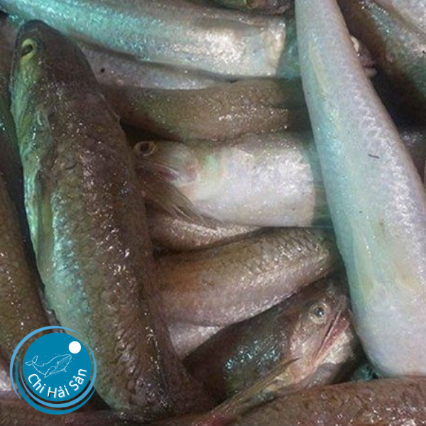 Cá mối tươi ngon – luôn có mỗi ngày tại Chihaisan