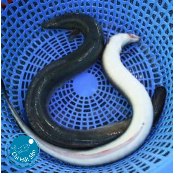 Cá chình biển tại Chihaisan