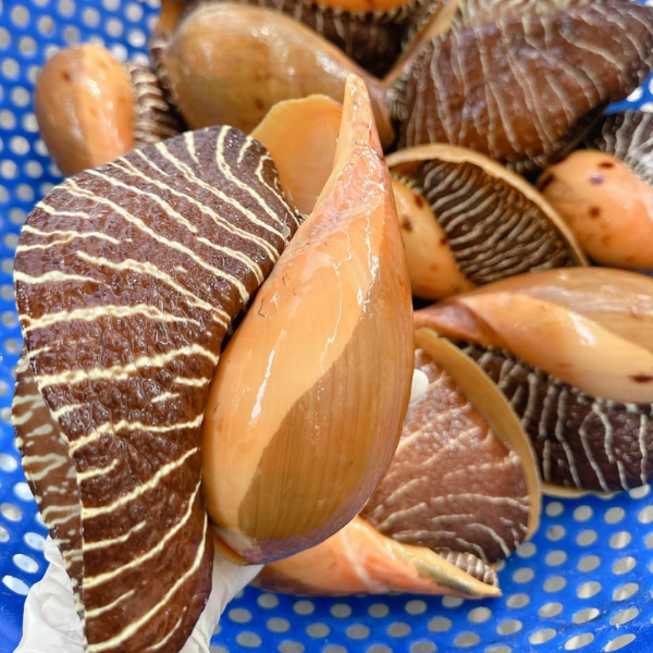 Mua ốc giác vàng tươi sống  tại cửa hàng Chi Hải Sản