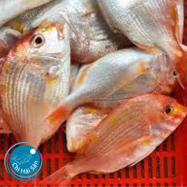 Cá bánh đường – loại cá biển thơm ngon, ít người biết