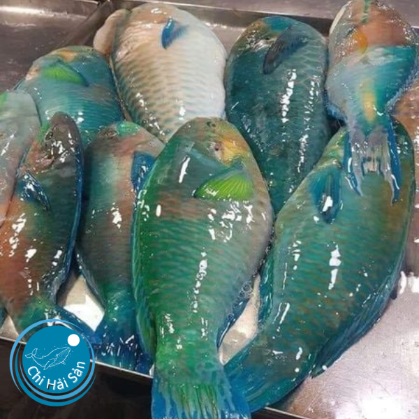 Ca mó xanh giá sỉ và lẻ