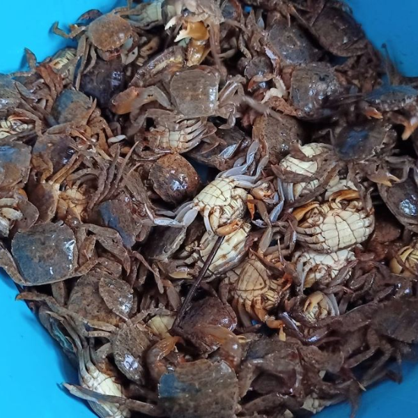 Con Rạm – Đặc Sản Đồng Quê Dinh Dưỡng Cao, Thịt Ngọt – Gạch Béo – Giá Trị Hơn Bạn Nghĩ | Chi Hải Sản