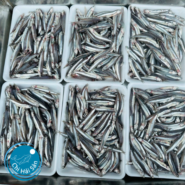 Cá cơm cấp đông – cá cơm đông lạnh tươi ngon – đã có bán tại tpHCM