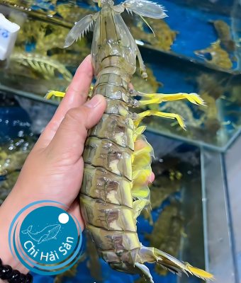 Tôm tít chúa -Bề Bề chúa - Chi Hải Sản