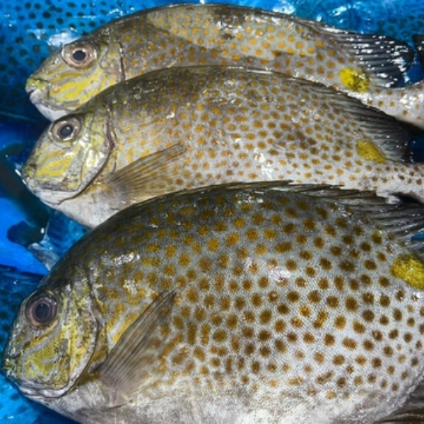 Cá dìa và cá giò tại cửa hàng Chi Hải Sản