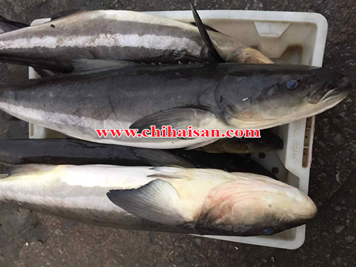 Cá bớp nguyên con