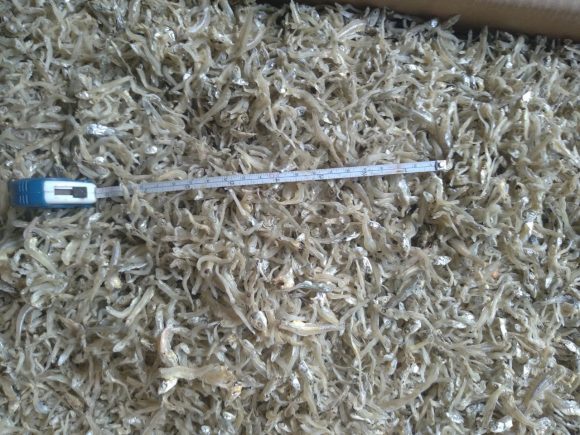 ca-com-ruoi-kho-mua-vu-danh-bat ca-com-ruoi-kho-mua-vu-danh-bat