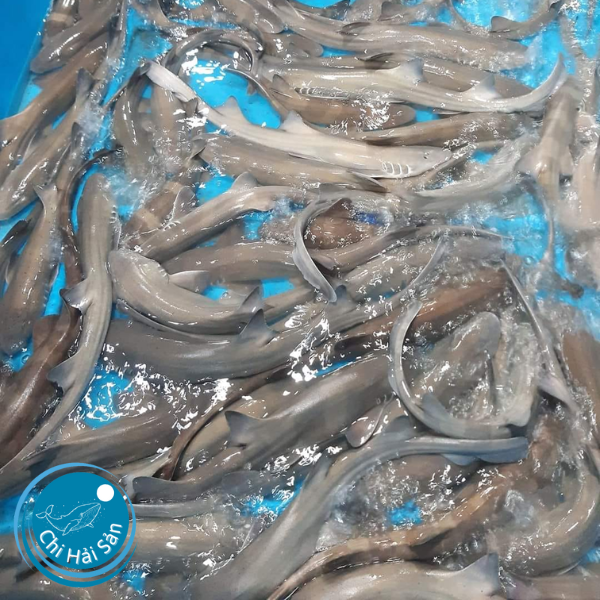 Cá mập sữa